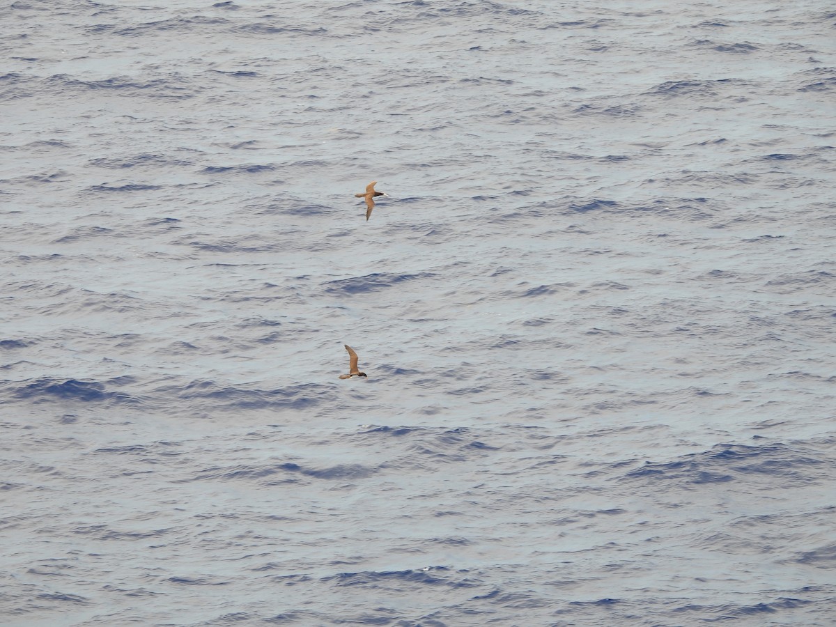 Brown Booby - ML620766412