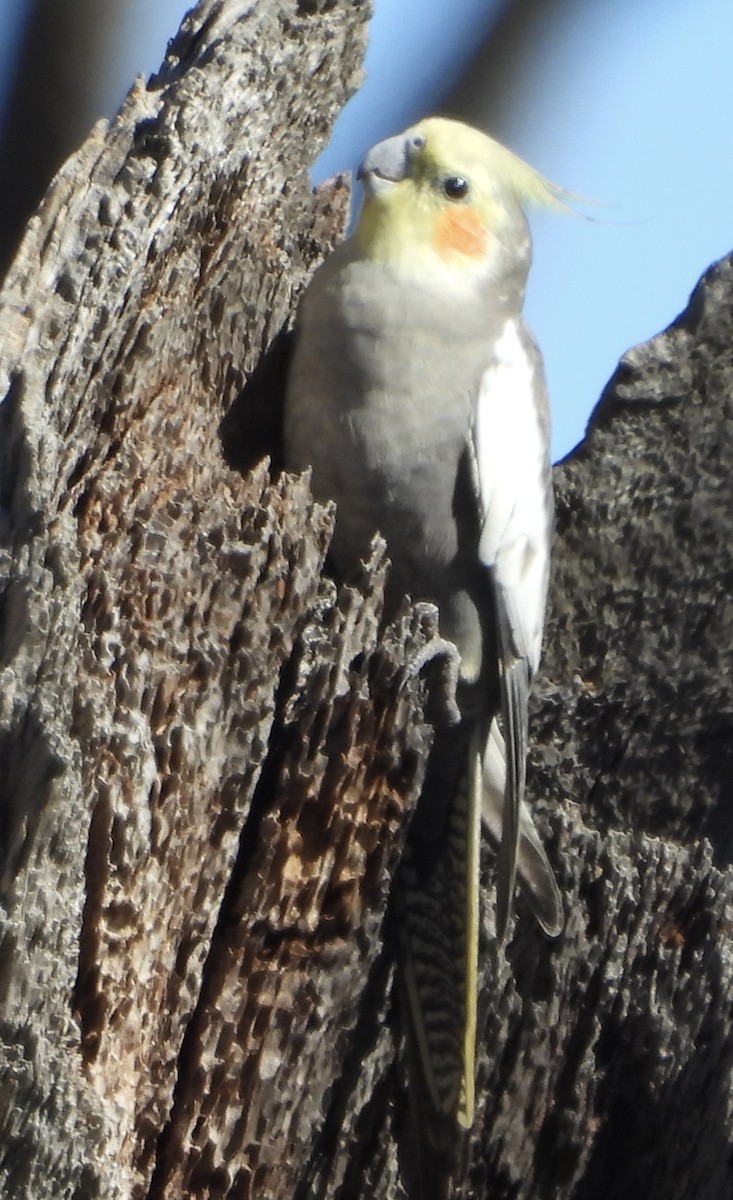 Cockatiel - ML620766413