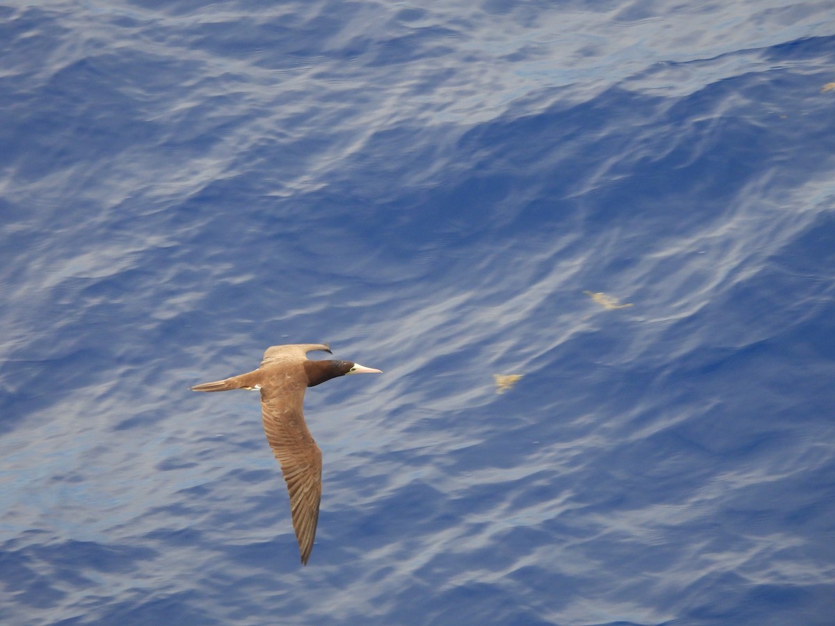 Brown Booby - ML620766424