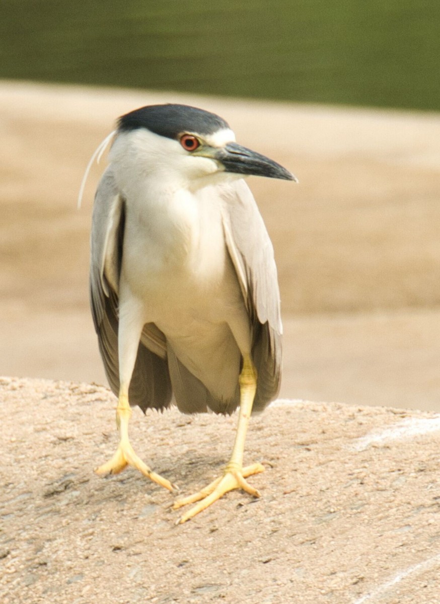 Black-crowned Night Heron - Knarr Dan