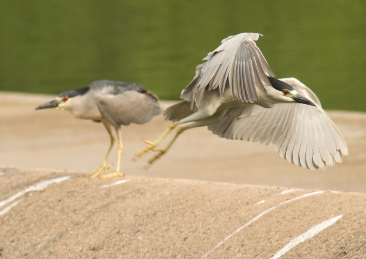 Black-crowned Night Heron - Knarr Dan