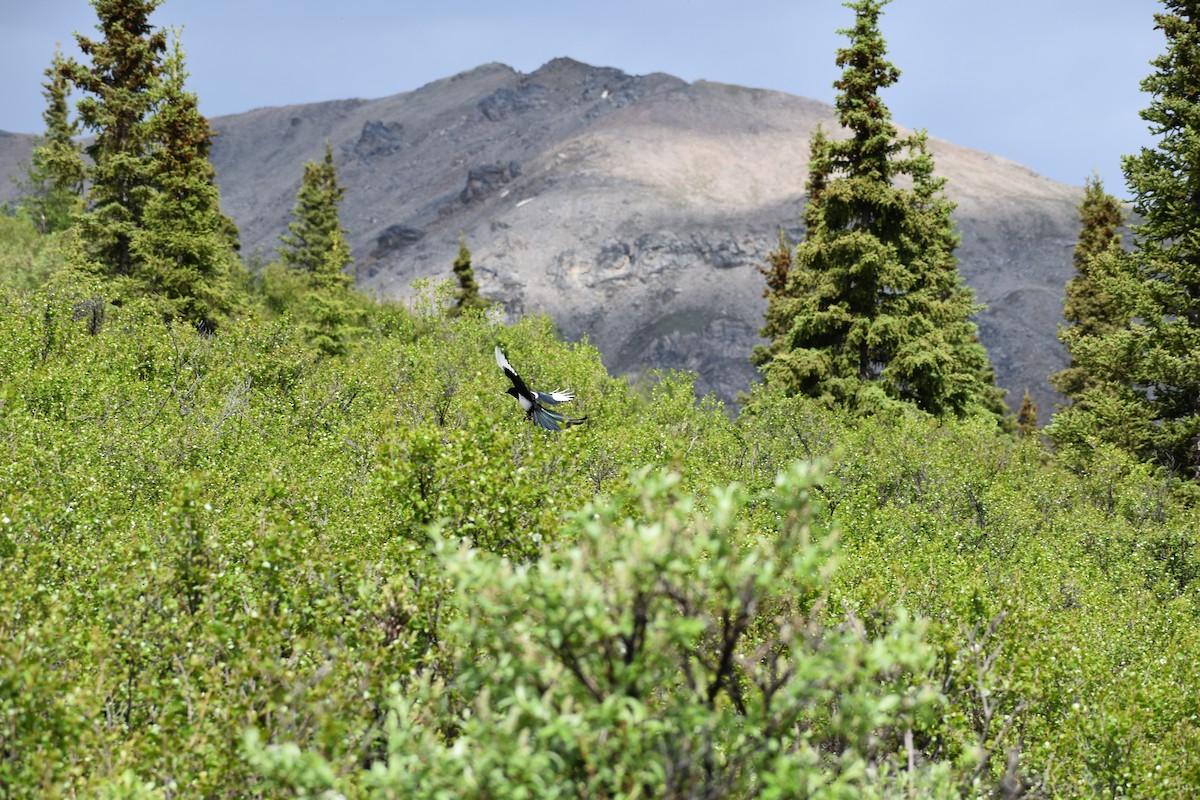 Black-billed Magpie - ML620766437