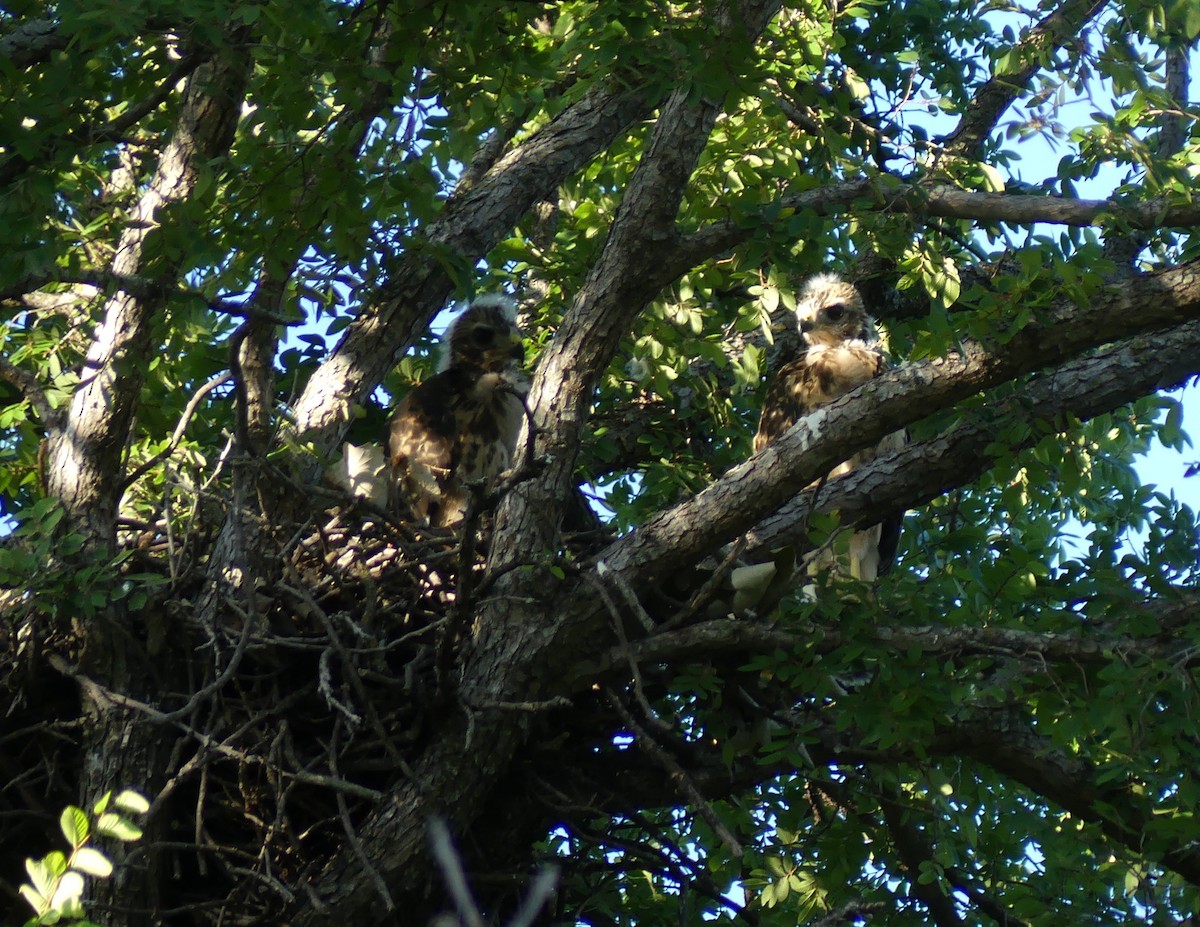 Red-shouldered Hawk - ML620766451