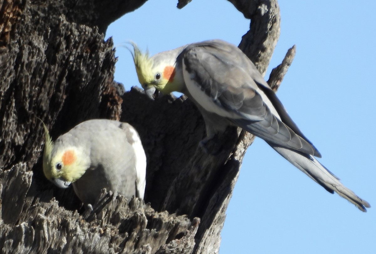 Cockatiel - ML620766459