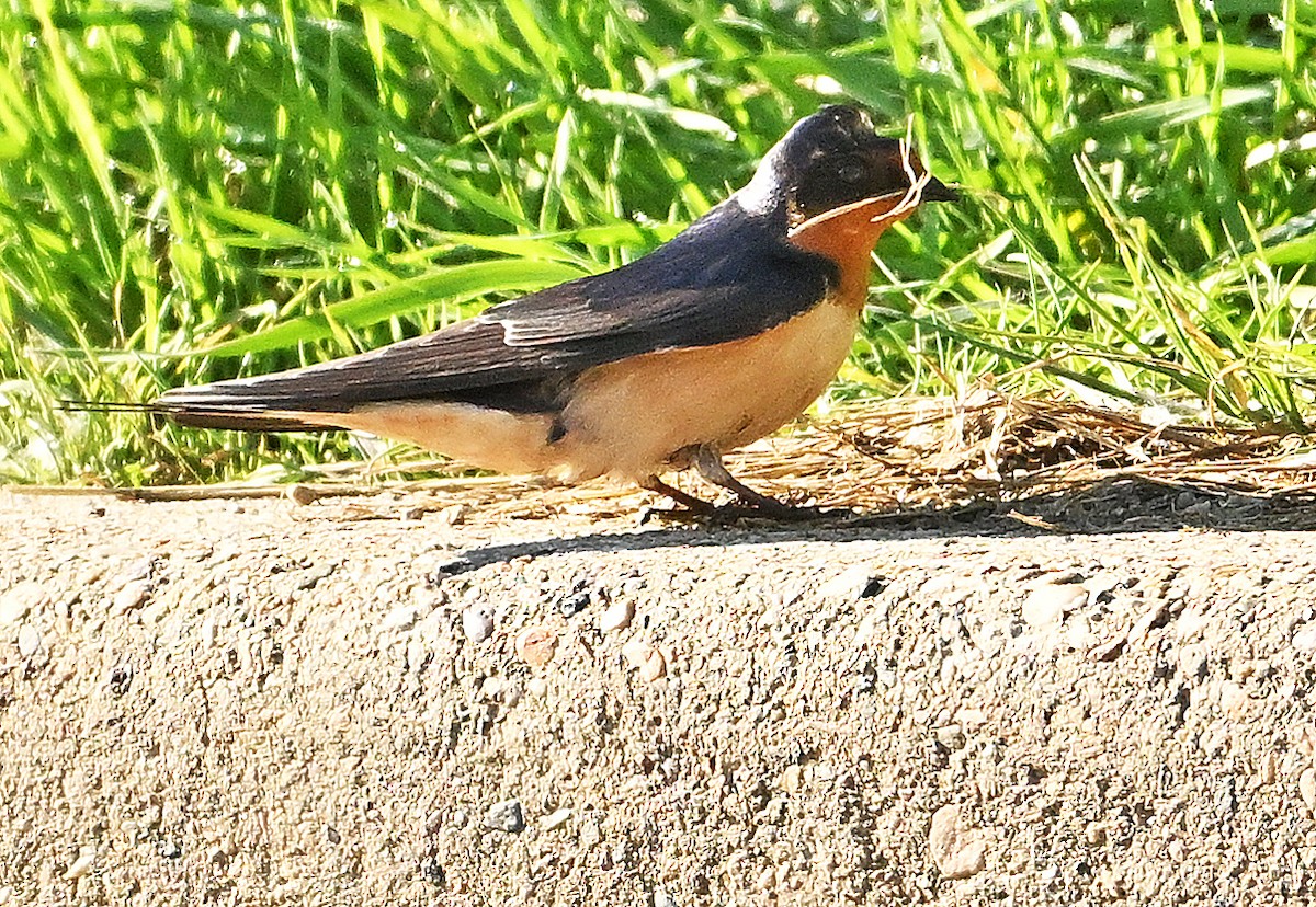 Barn Swallow - ML620766460