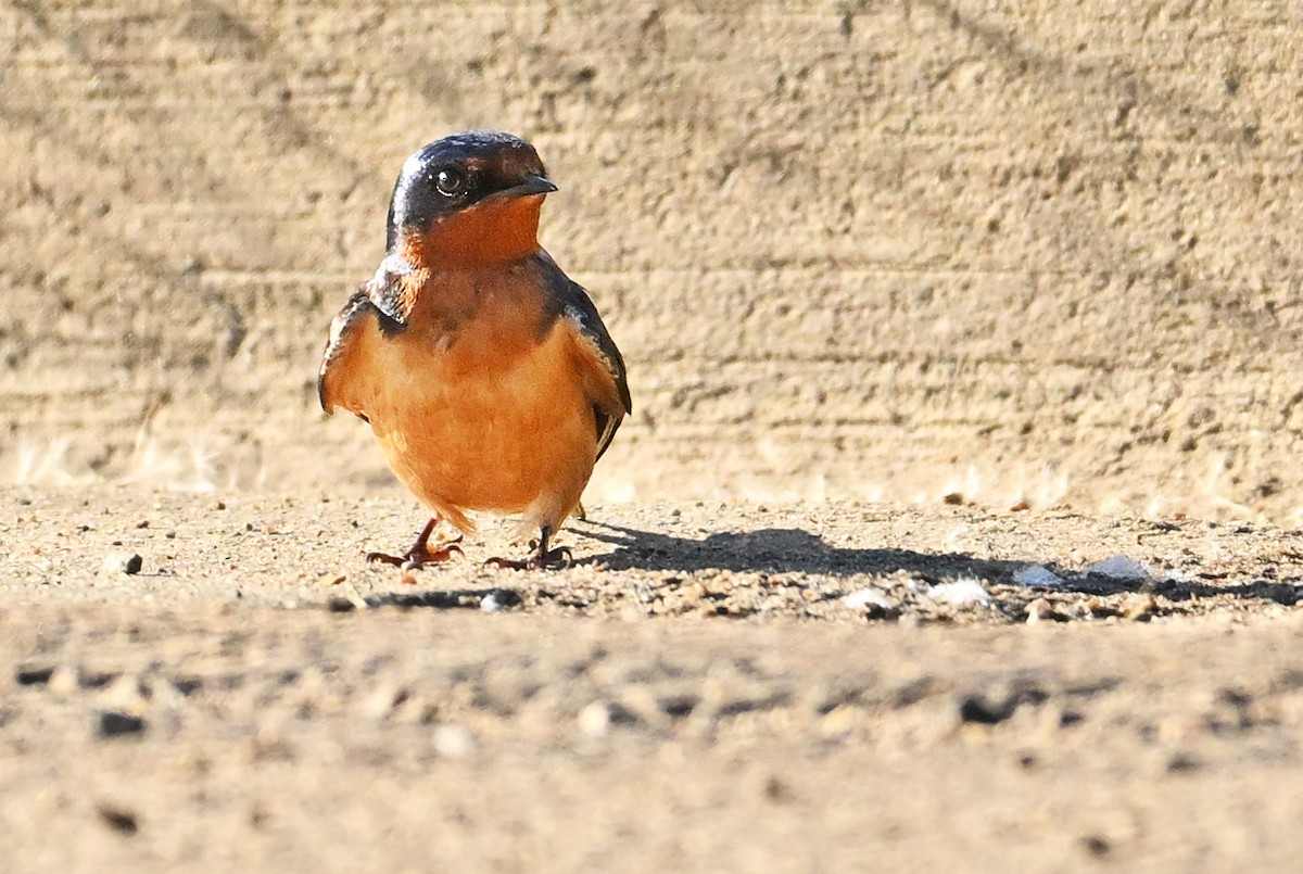 Barn Swallow - ML620766462