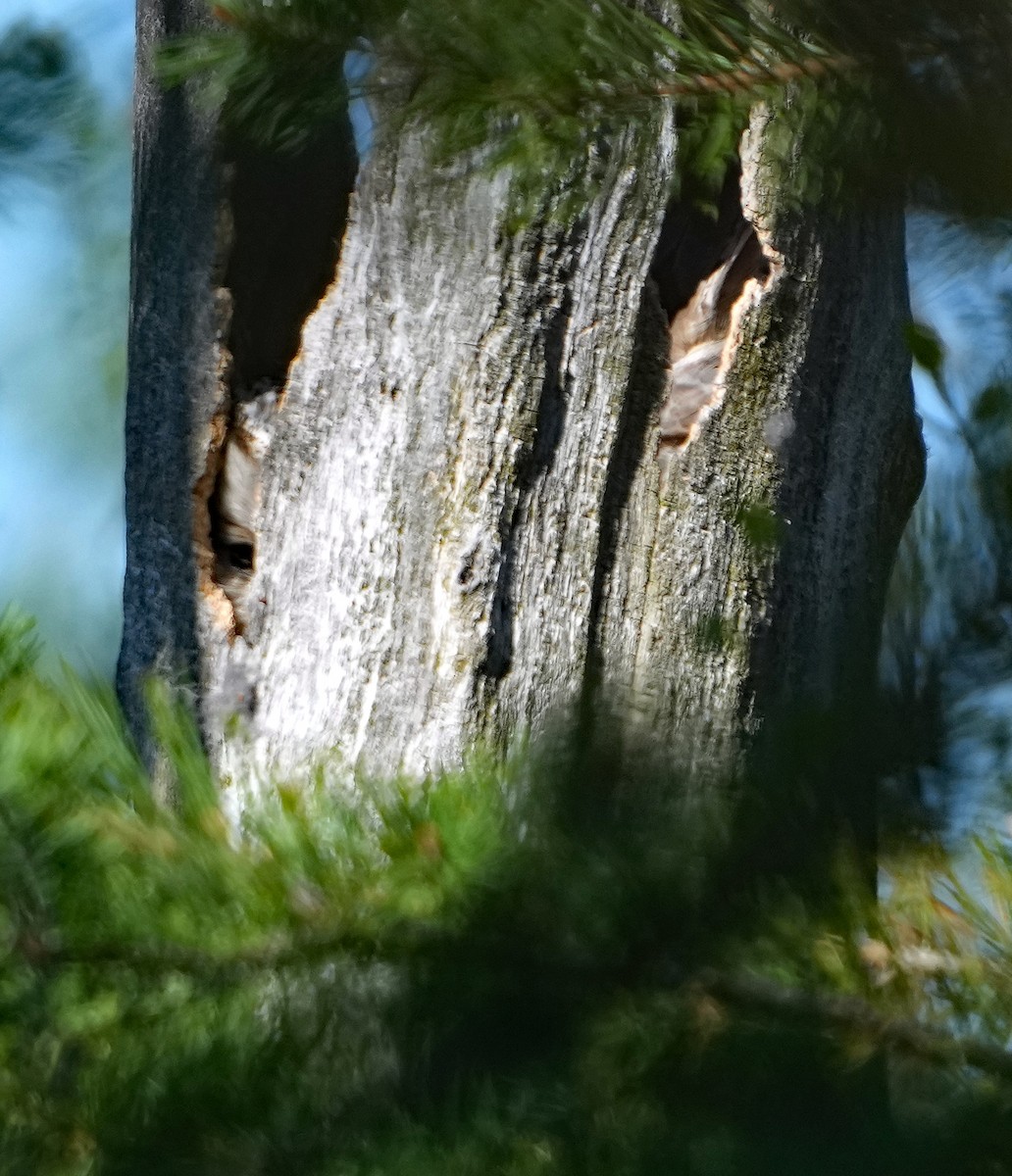 Ural Owl - Phil Davis