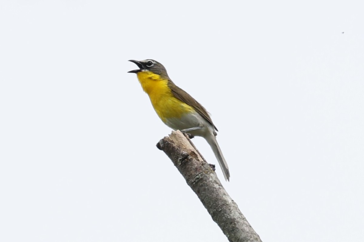 Yellow-breasted Chat - ML620766468