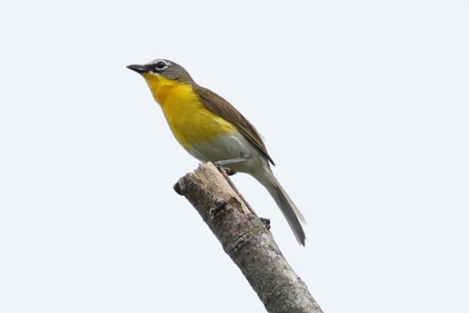 Yellow-breasted Chat - ML620766469
