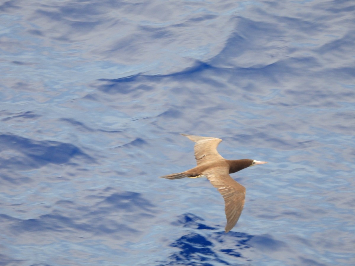 Brown Booby - ML620766470