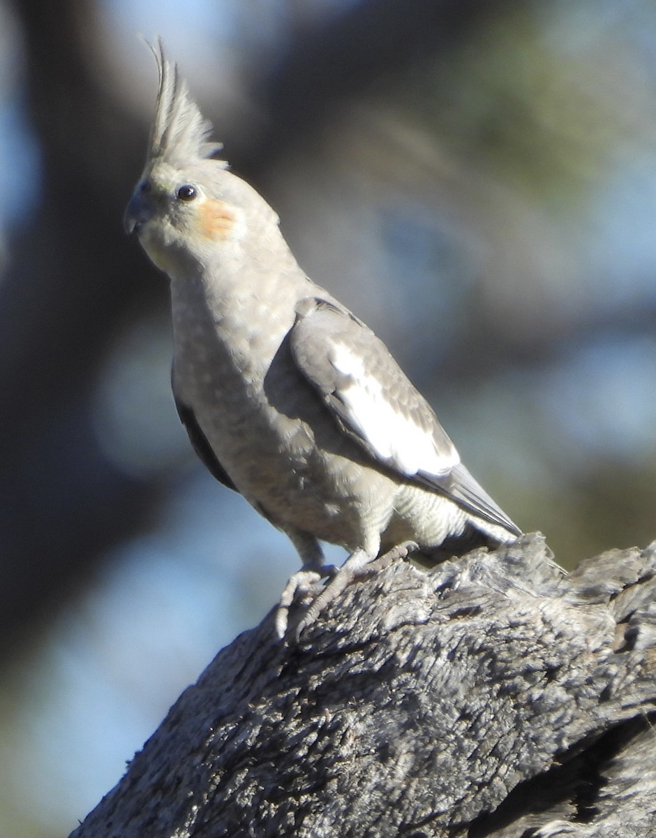 Cockatiel - ML620766471