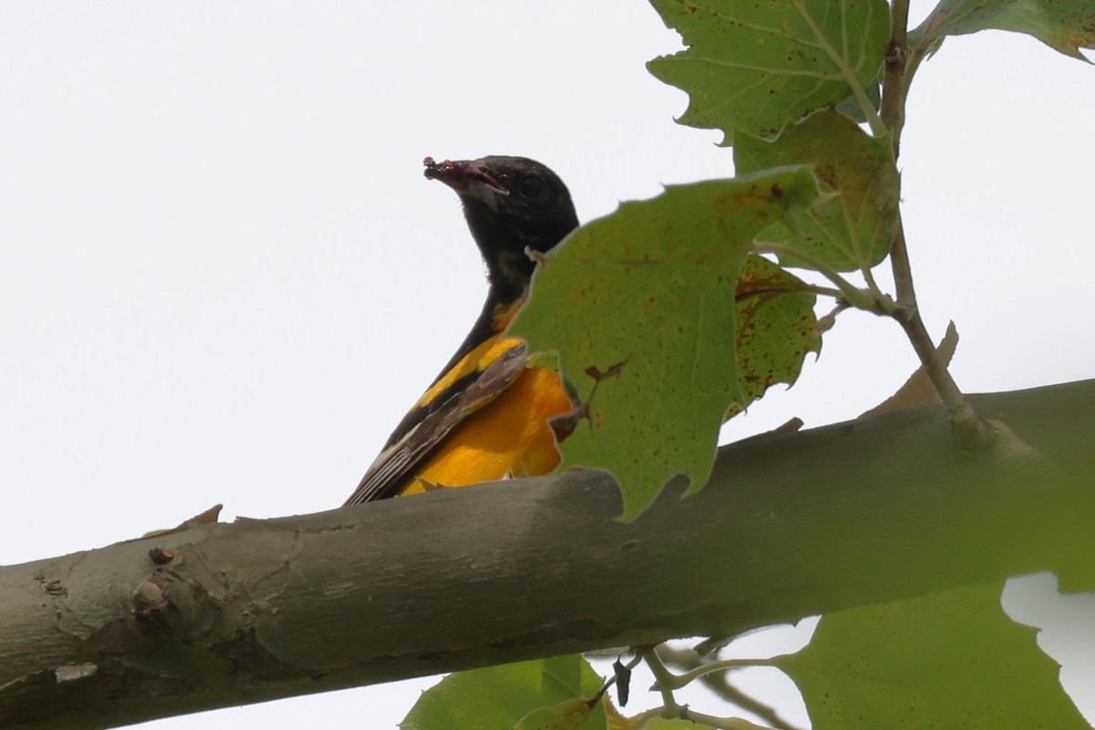 Oriole de Baltimore - ML620766473