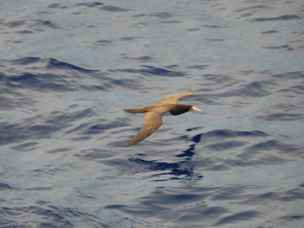 Brown Booby - ML620766477