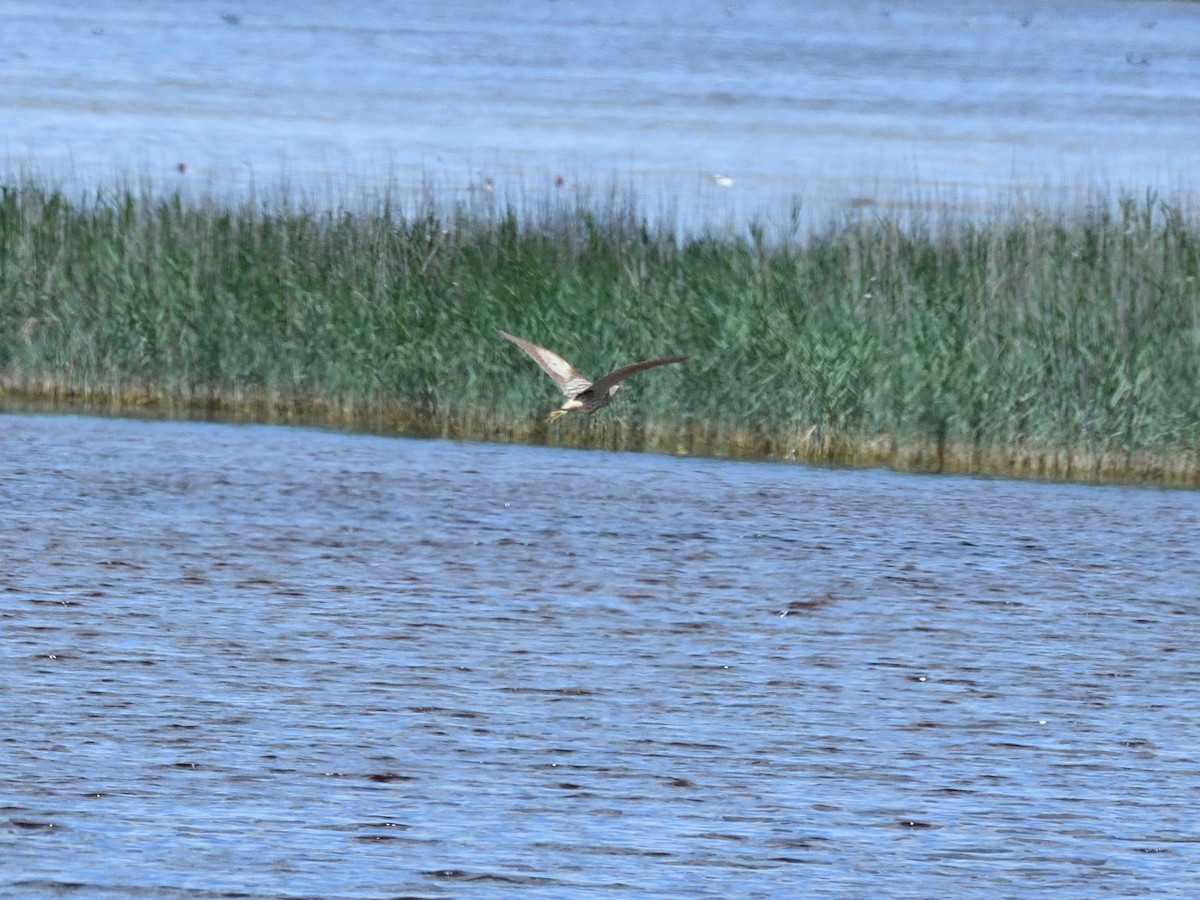 Great Bittern - ML620766480