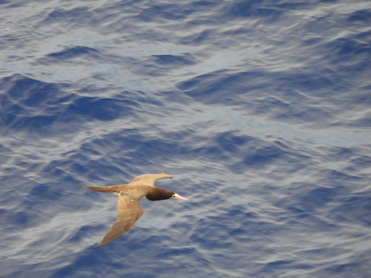 Brown Booby - ML620766484