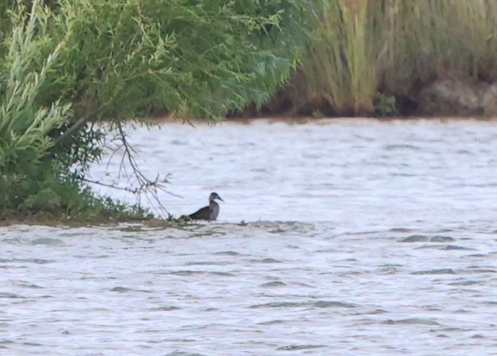 Ring-necked Duck - ML620766487