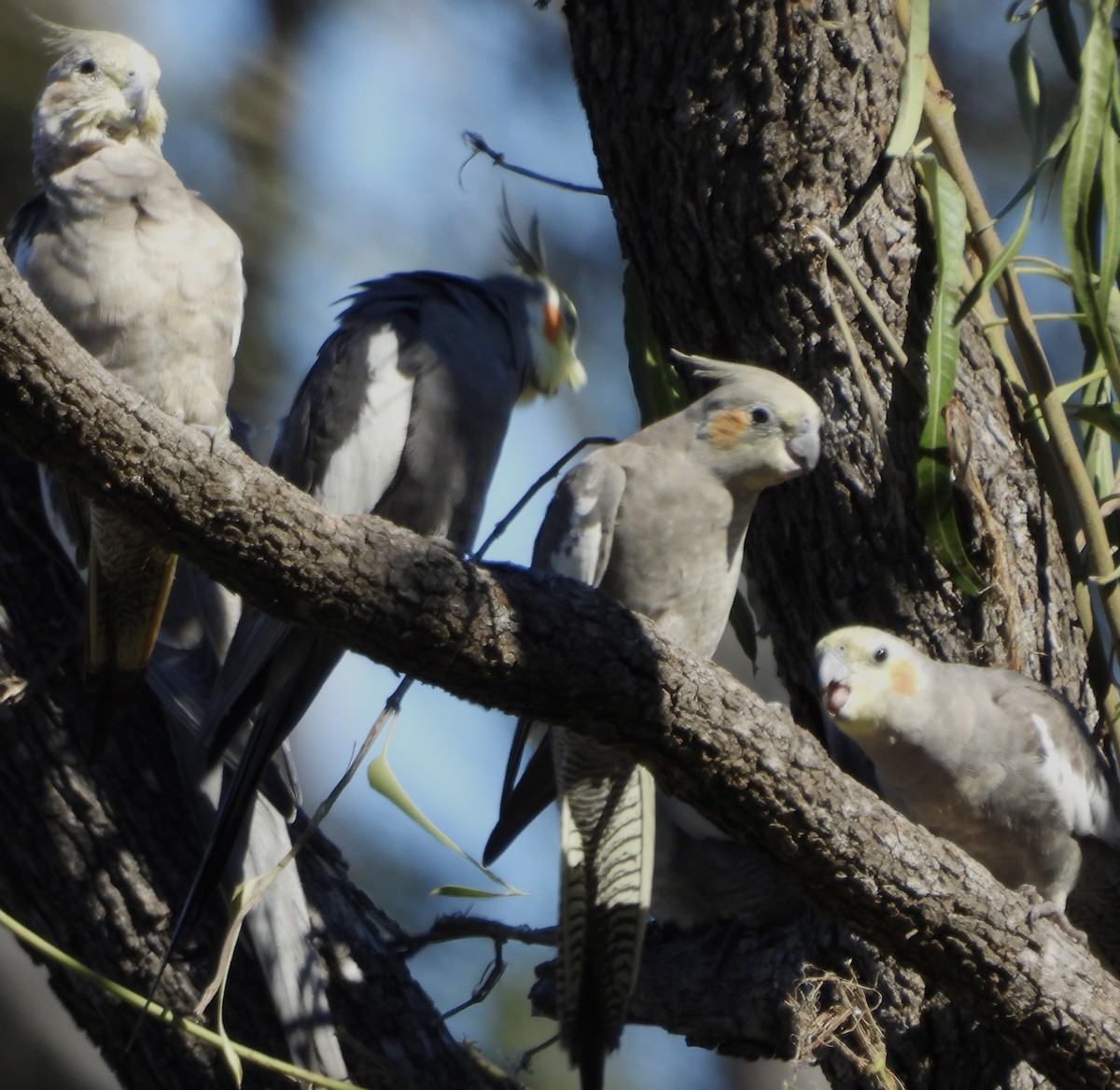 Cockatiel - ML620766488