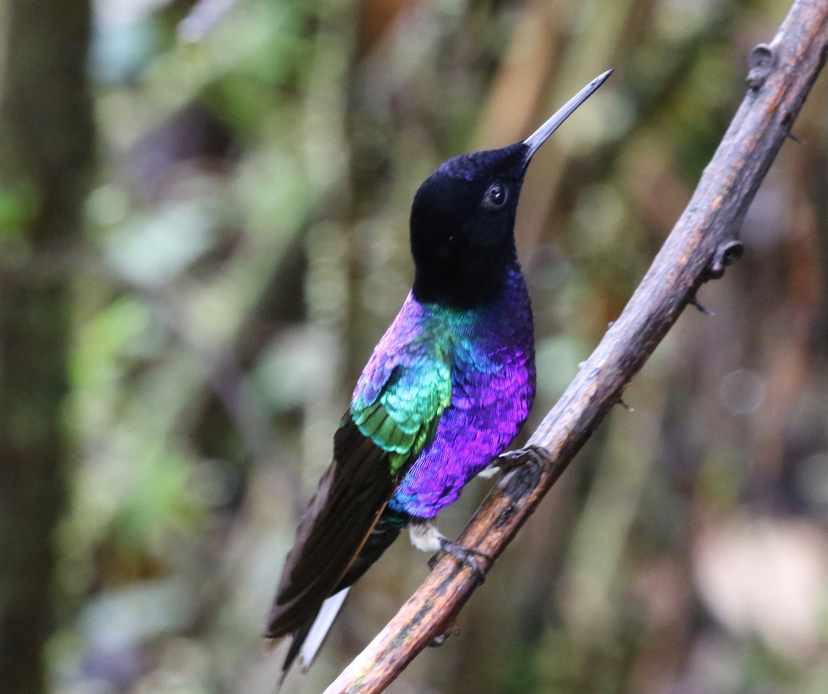 Colibri de Jardine - ML620766490