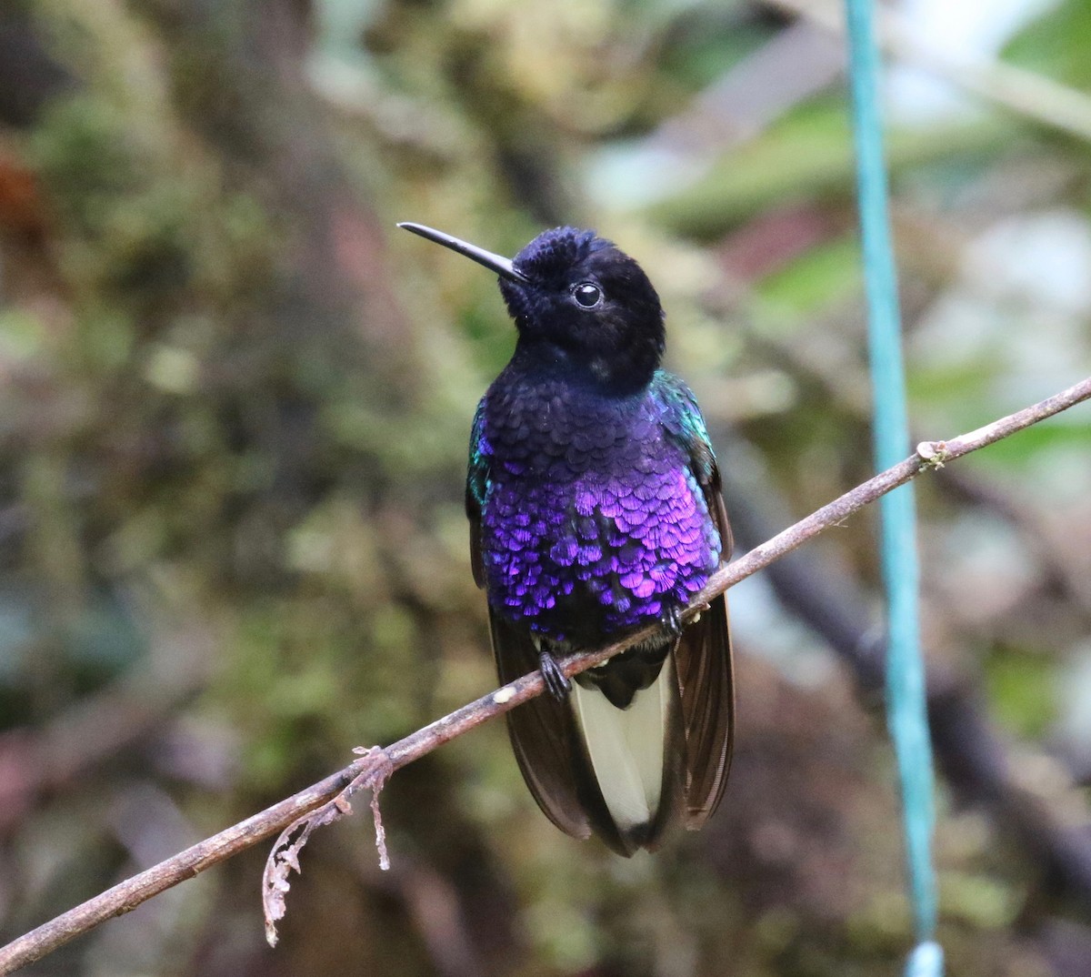 Velvet-purple Coronet - ML620766492