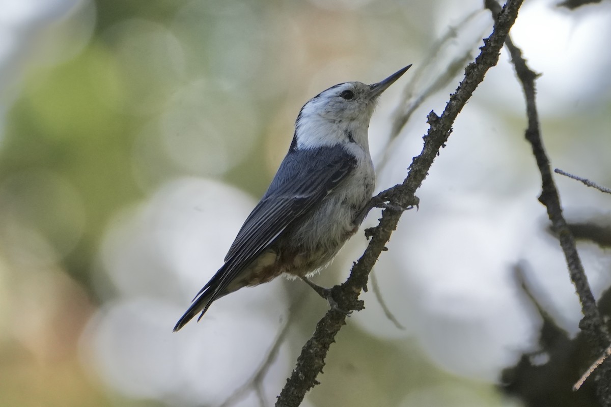 White-breasted Nuthatch - ML620766493