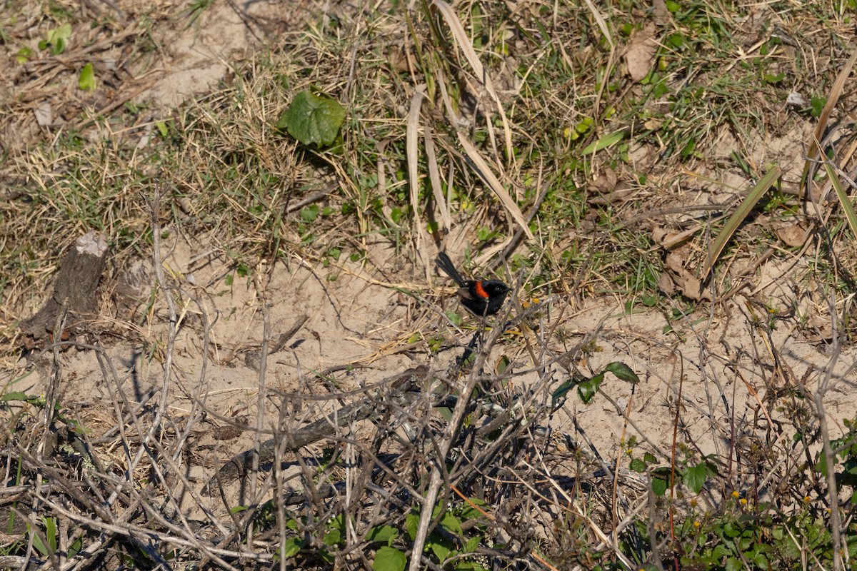 Red-backed Fairywren - ML620766503