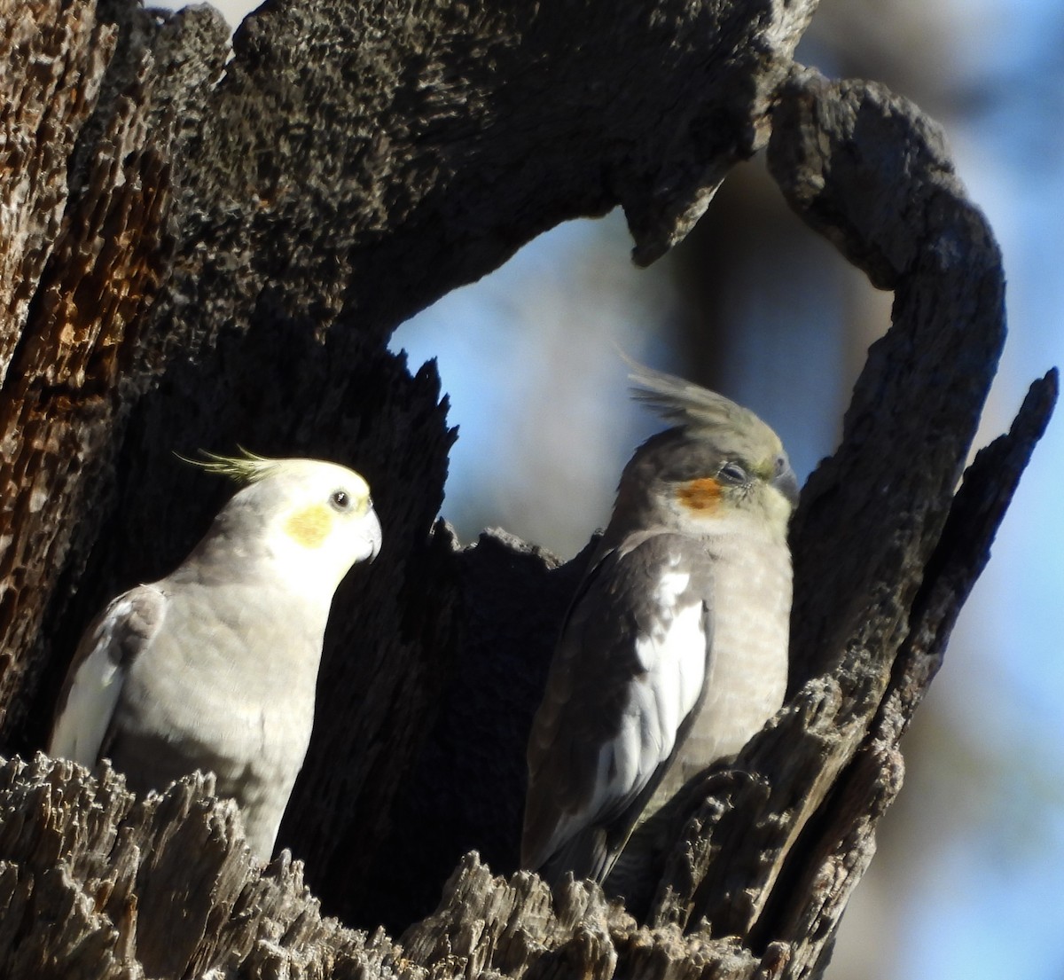 Cockatiel - ML620766507