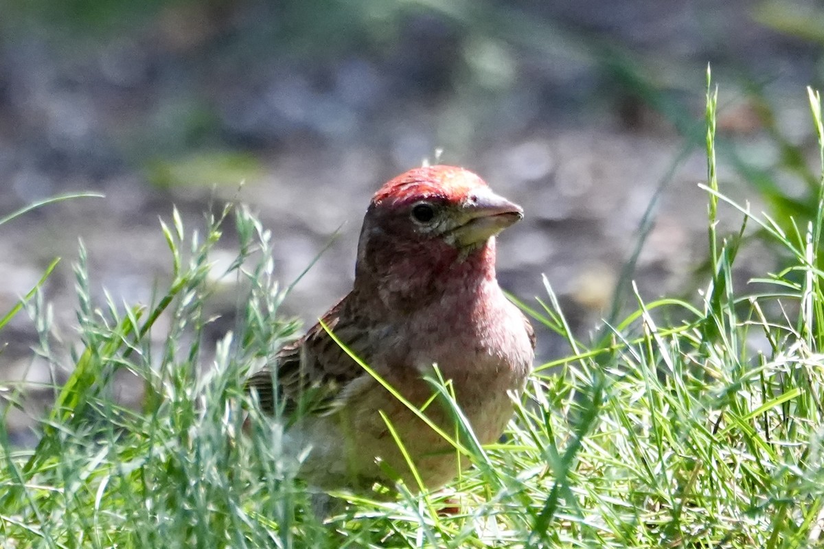 Cassin's Finch - ML620766508