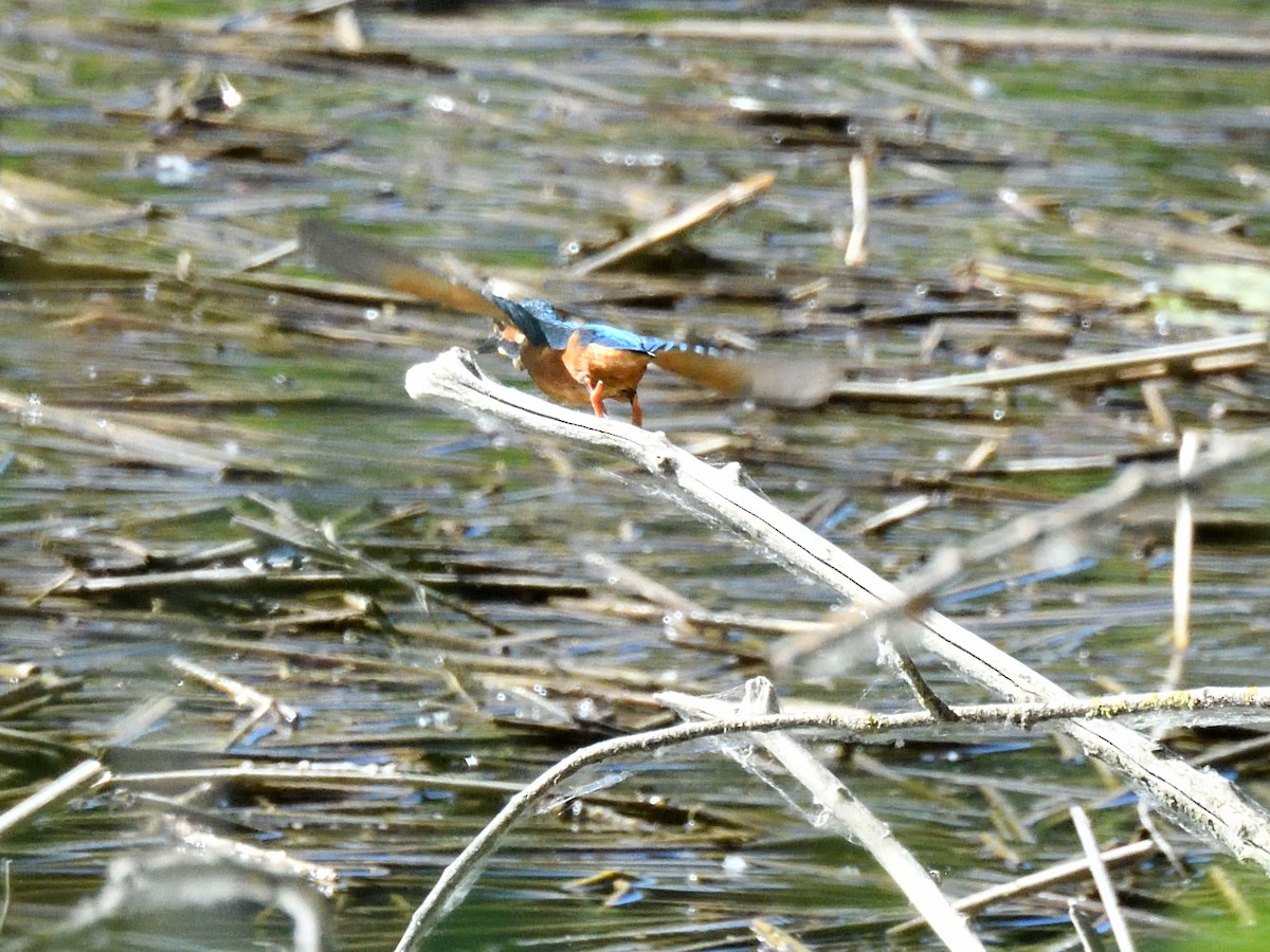 Common Kingfisher - ML620766509