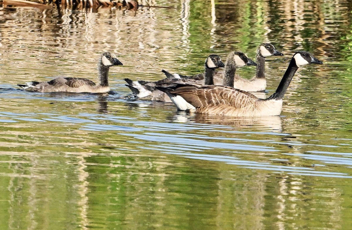 Canada Goose - ML620766511