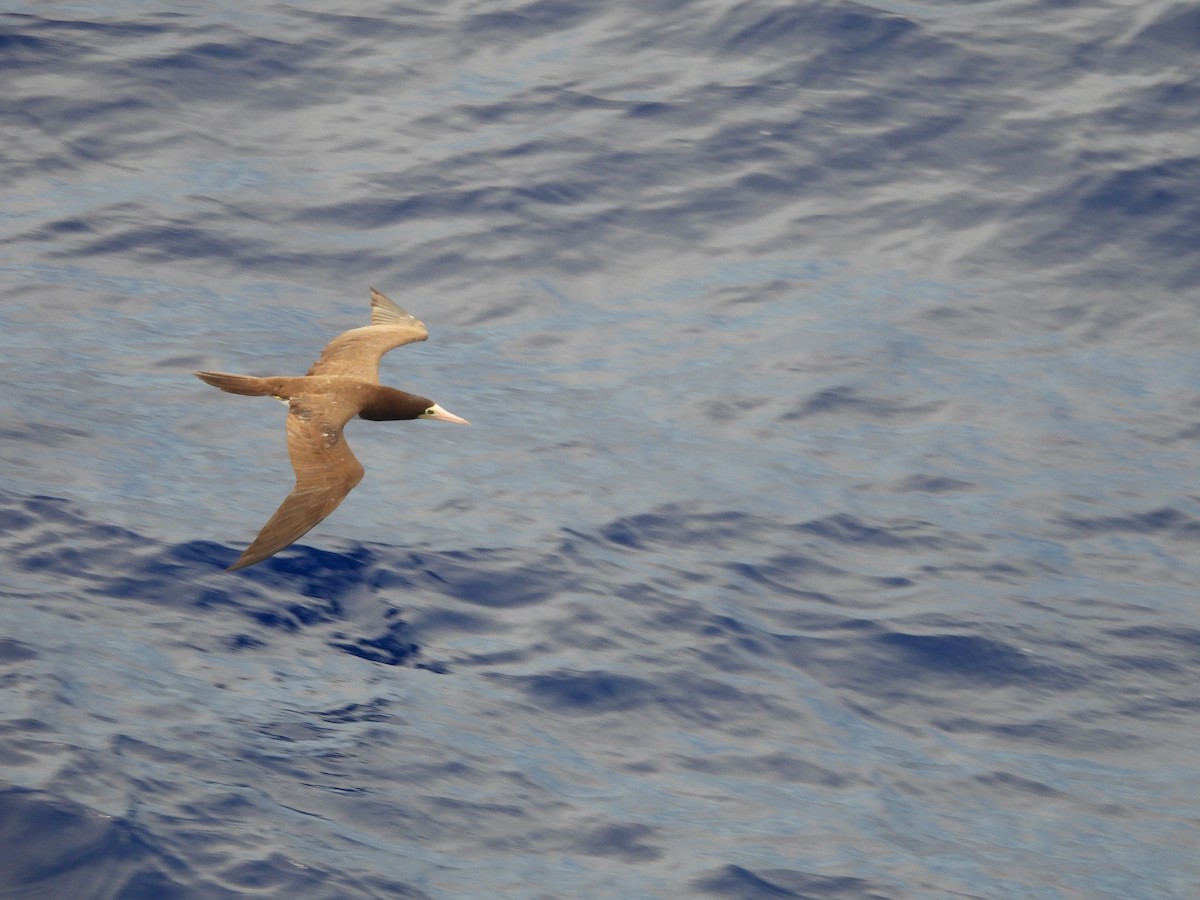 Brown Booby - ML620766512