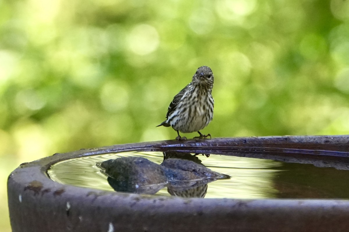 Pine Siskin - ML620766513