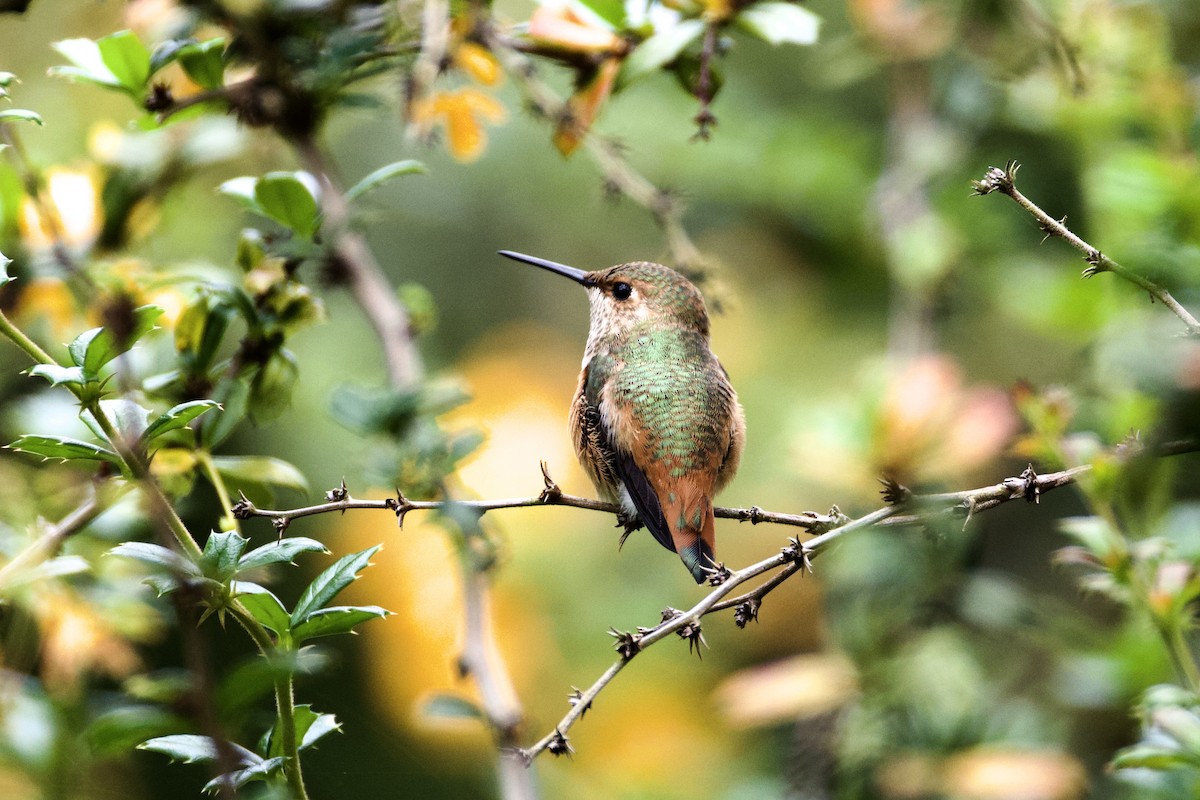 Colibrí de Allen - ML620766521