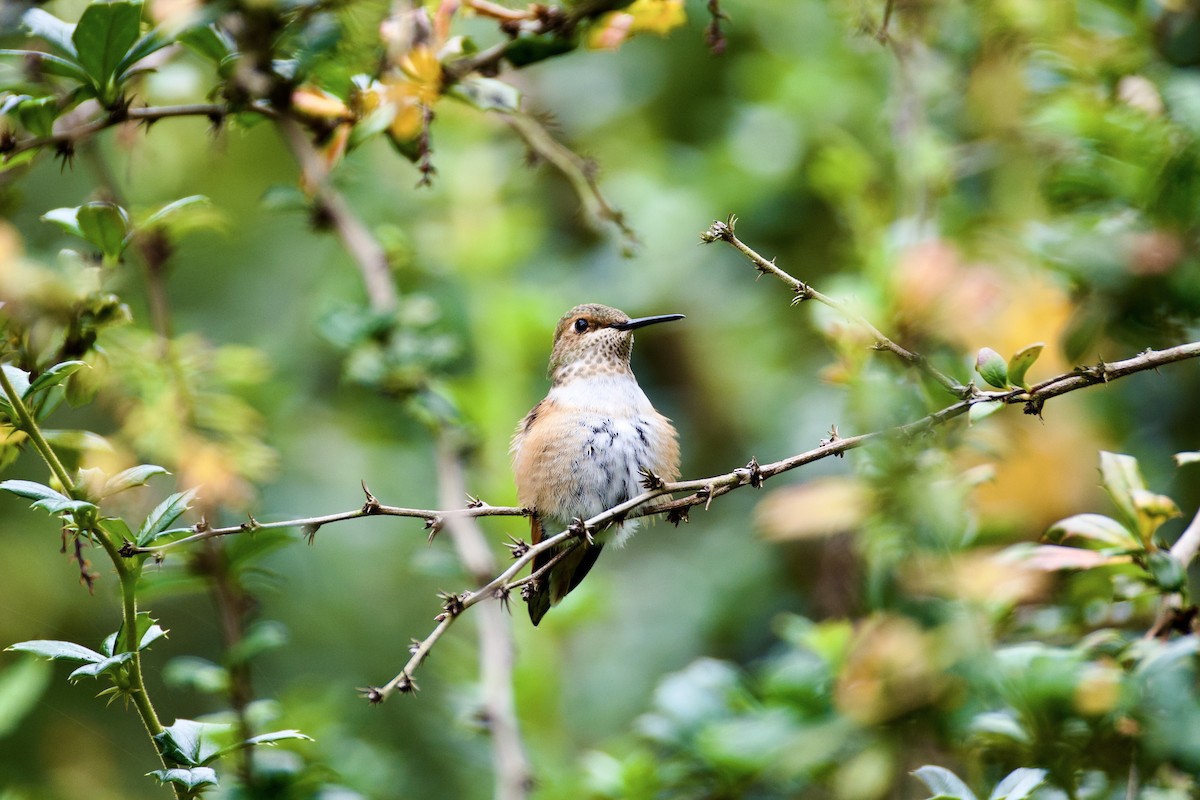 Allen's Hummingbird - ML620766522