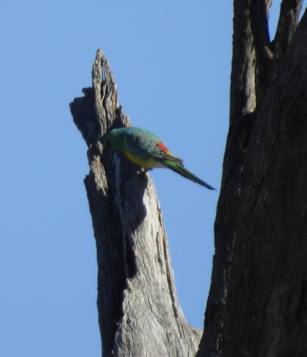 Red-rumped Parrot - ML620766529