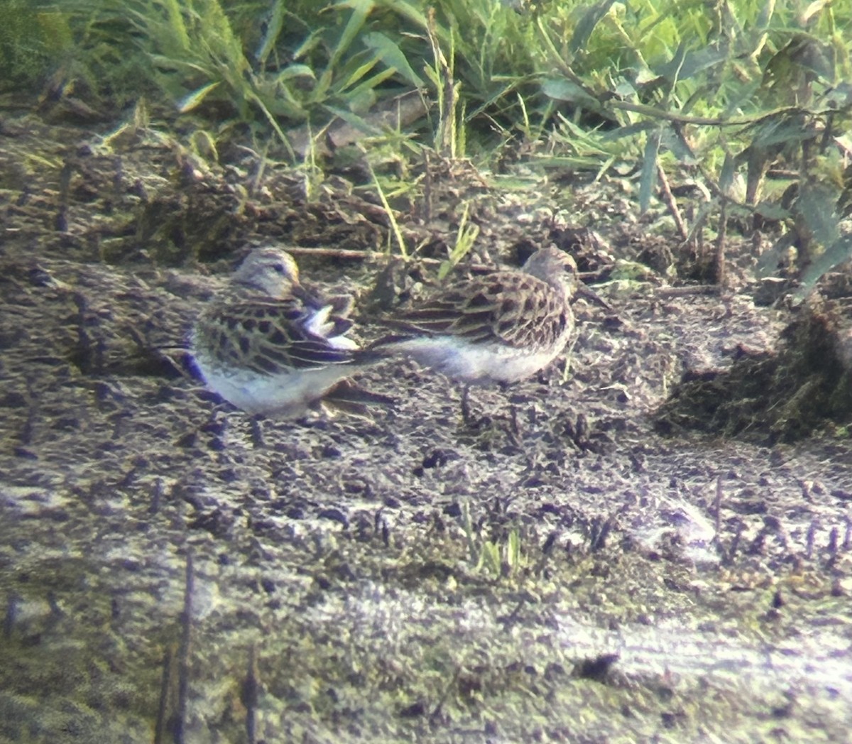 White-rumped Sandpiper - ML620766530