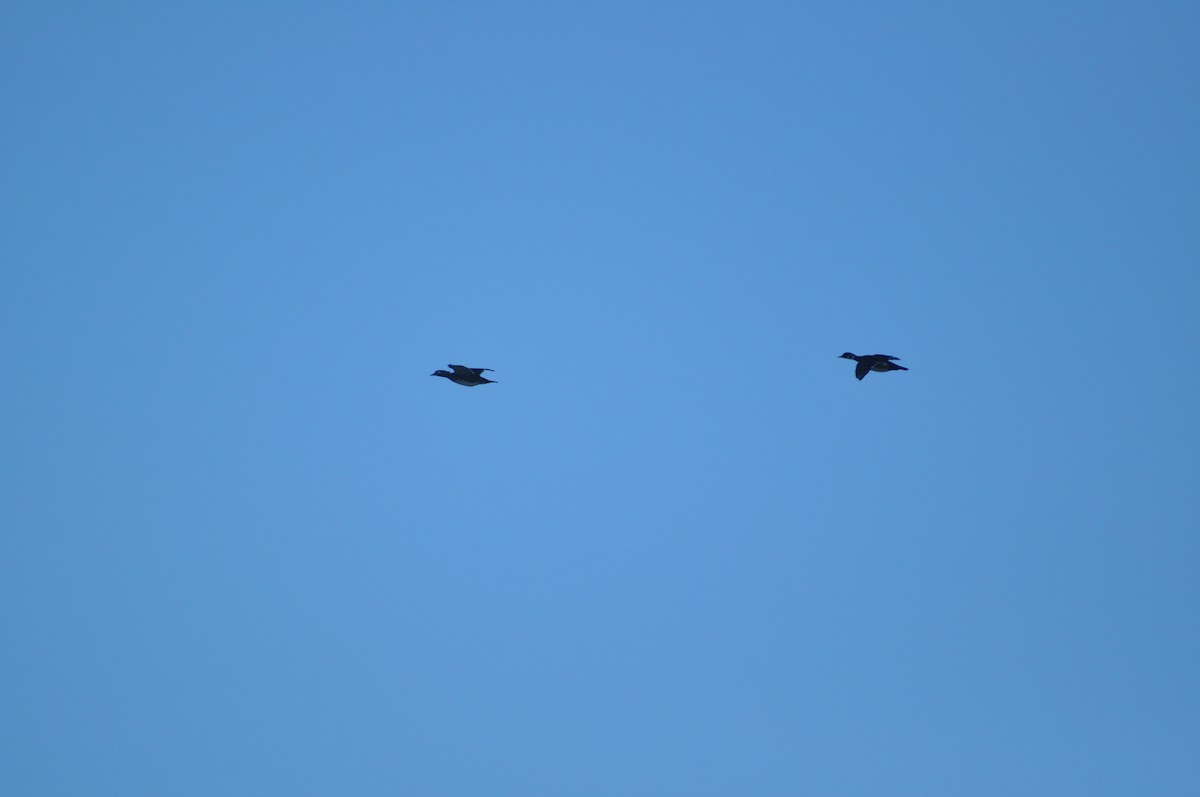 Wood Duck - Aaron Bourque