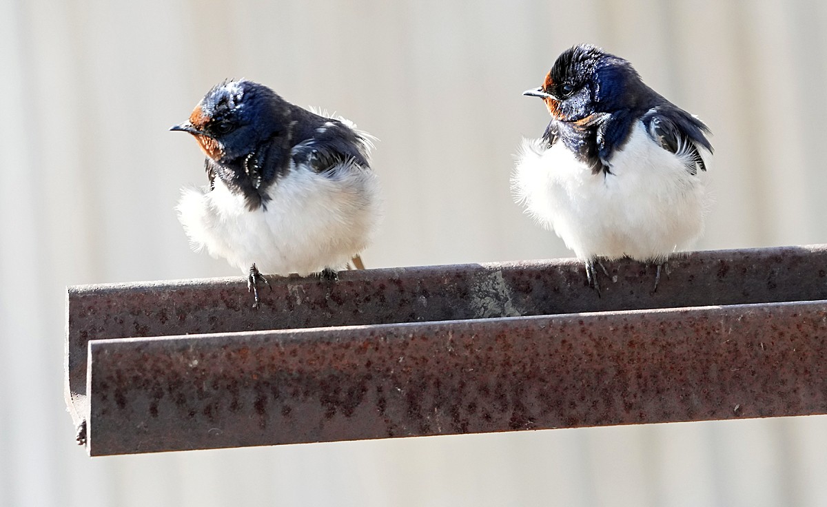 Barn Swallow (White-bellied) - Phil Davis