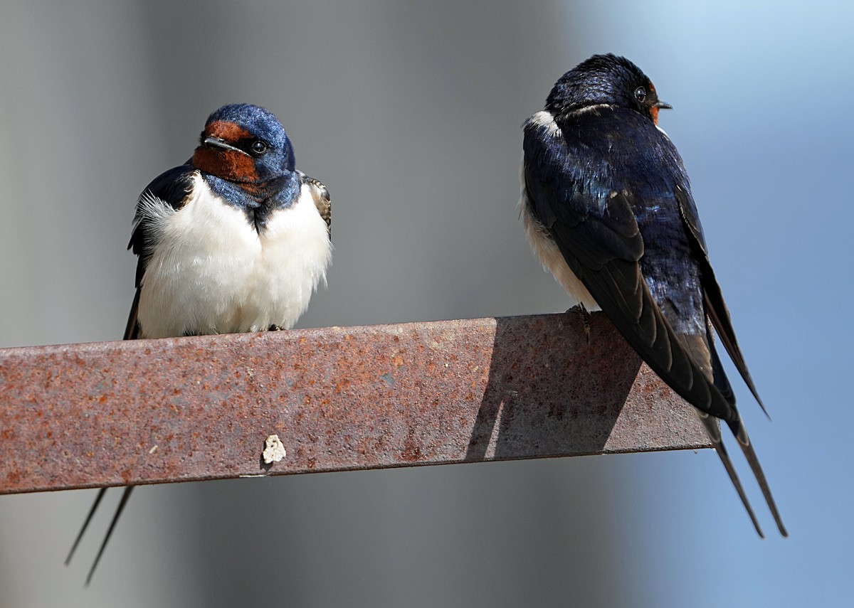 Barn Swallow (White-bellied) - ML620766536