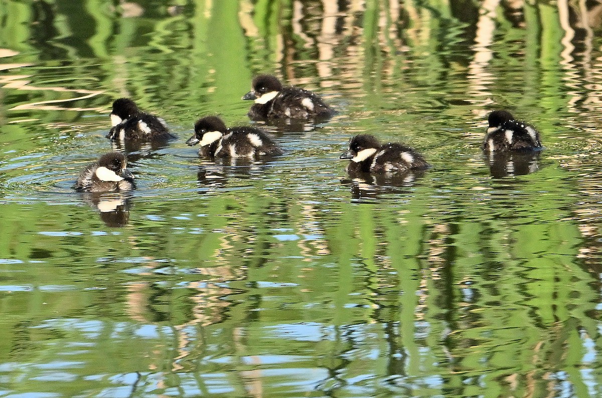 Common Goldeneye - Wayne Oakes