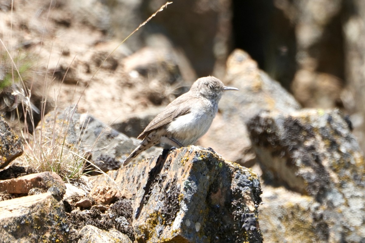 Rock Wren - ML620766539