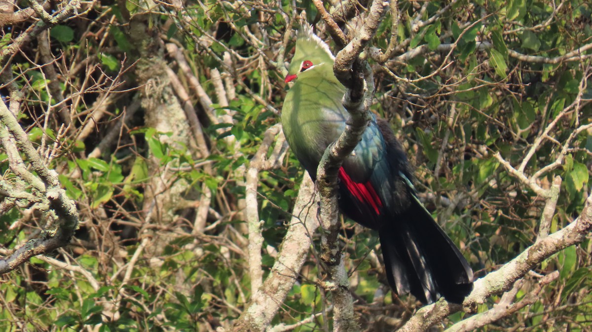 Livingstone's Turaco - ML620766542