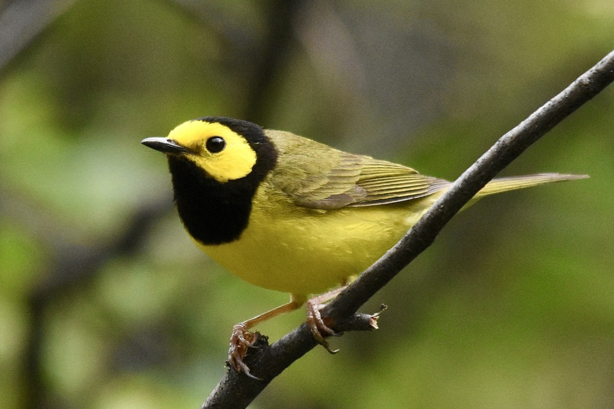 Hooded Warbler - ML620766547