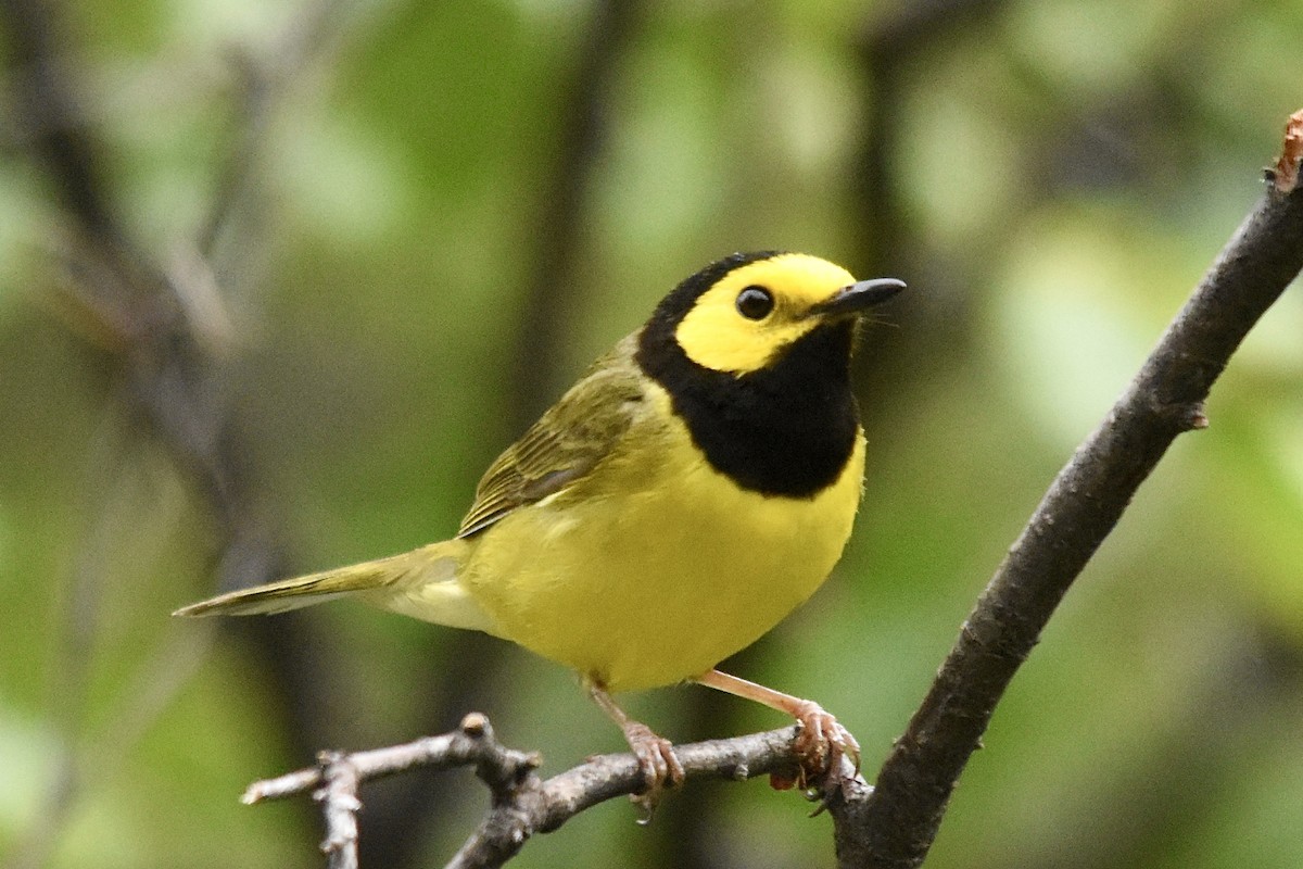 Hooded Warbler - ML620766548