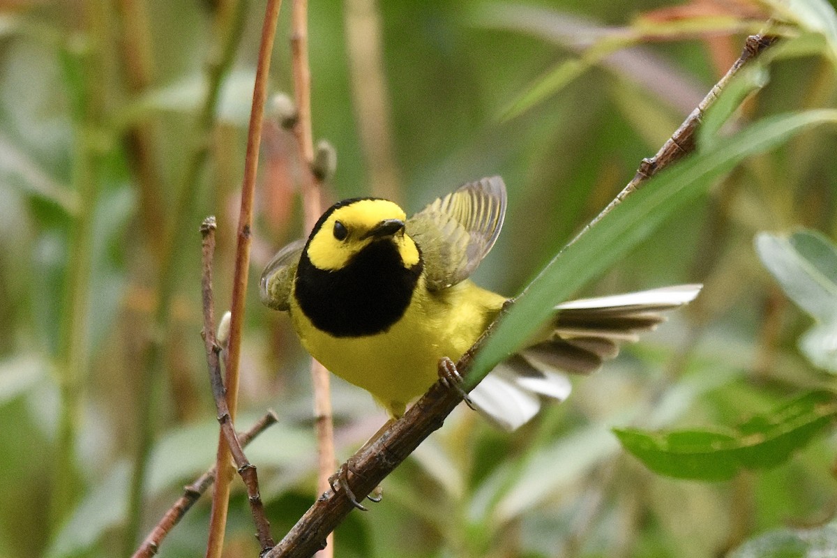 Hooded Warbler - ML620766554