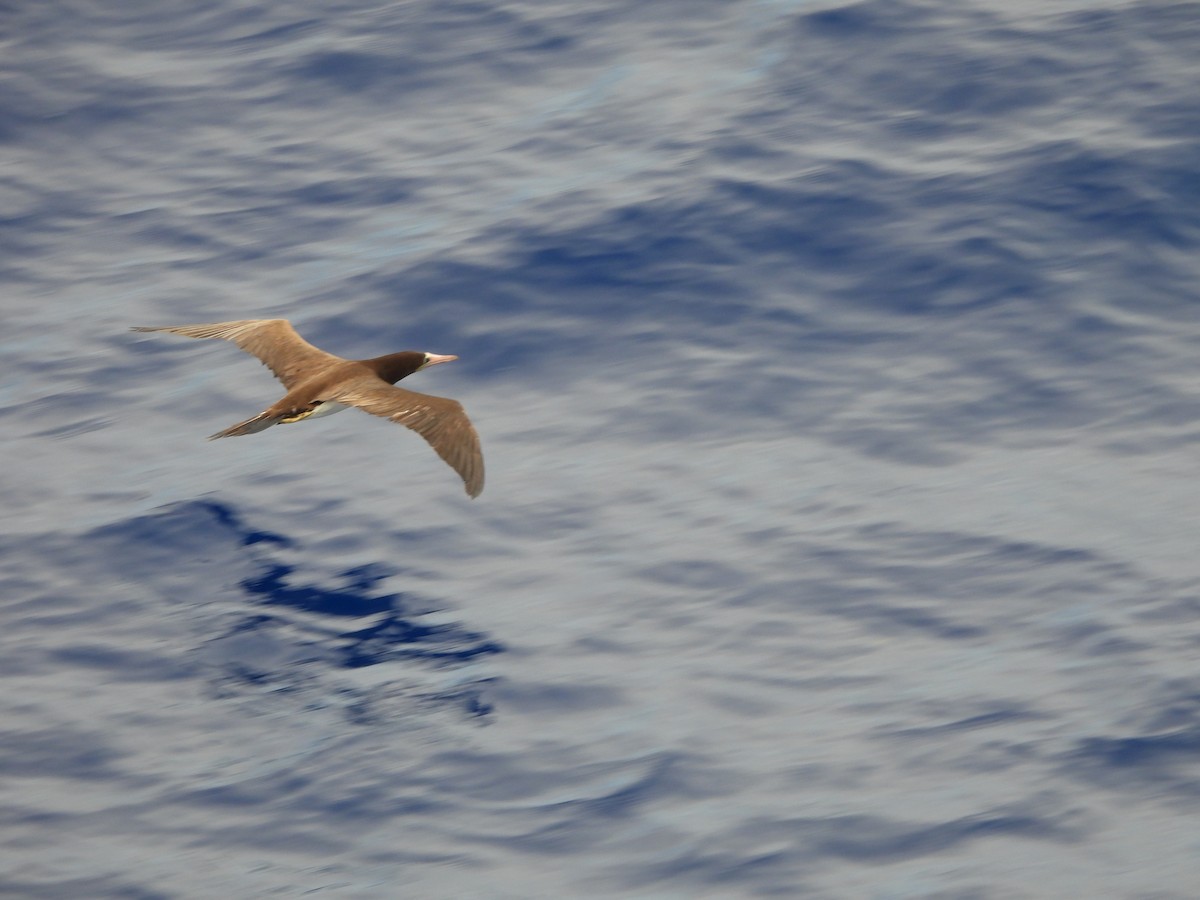 Brown Booby - ML620766561