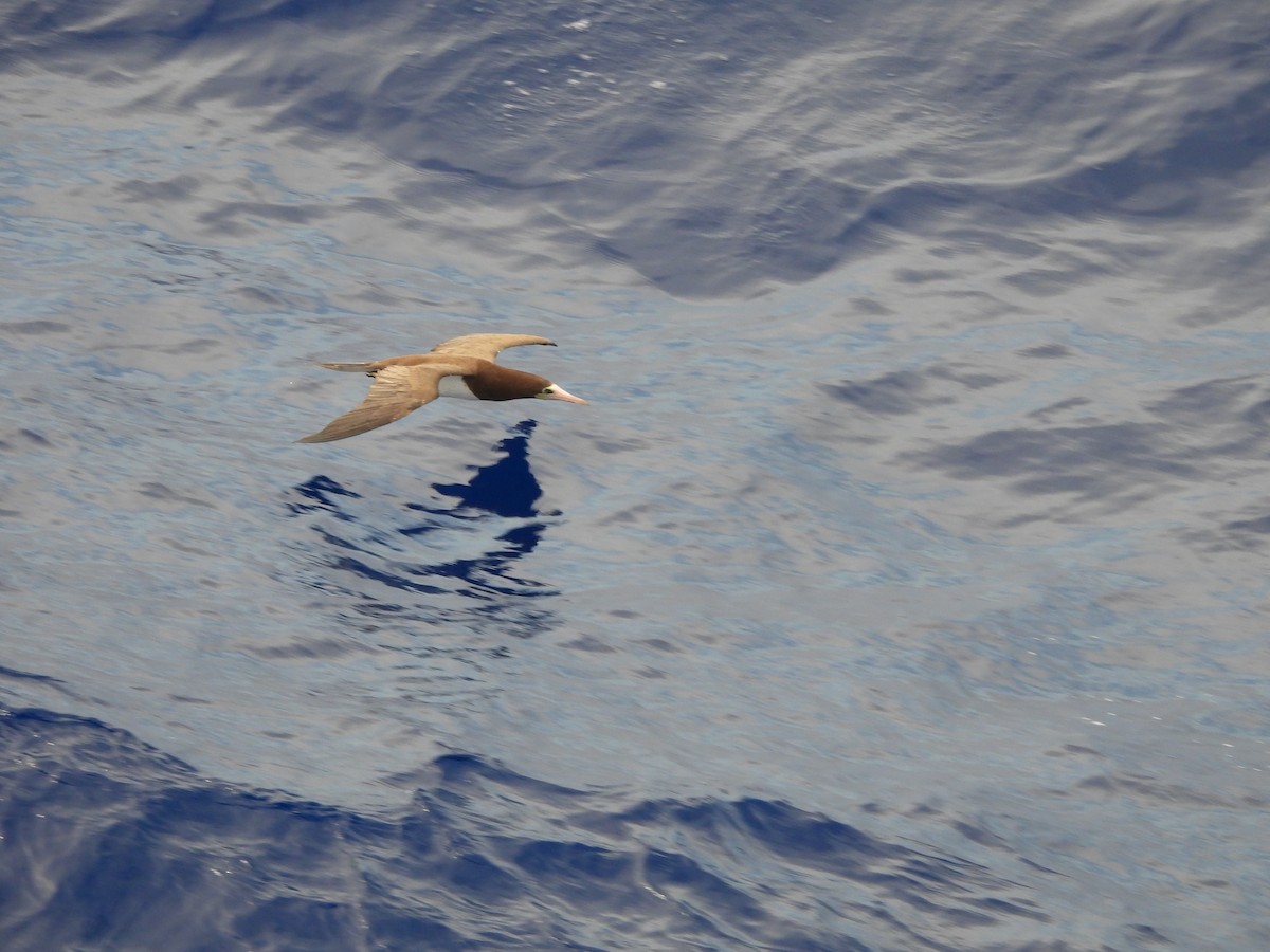 Brown Booby - ML620766563