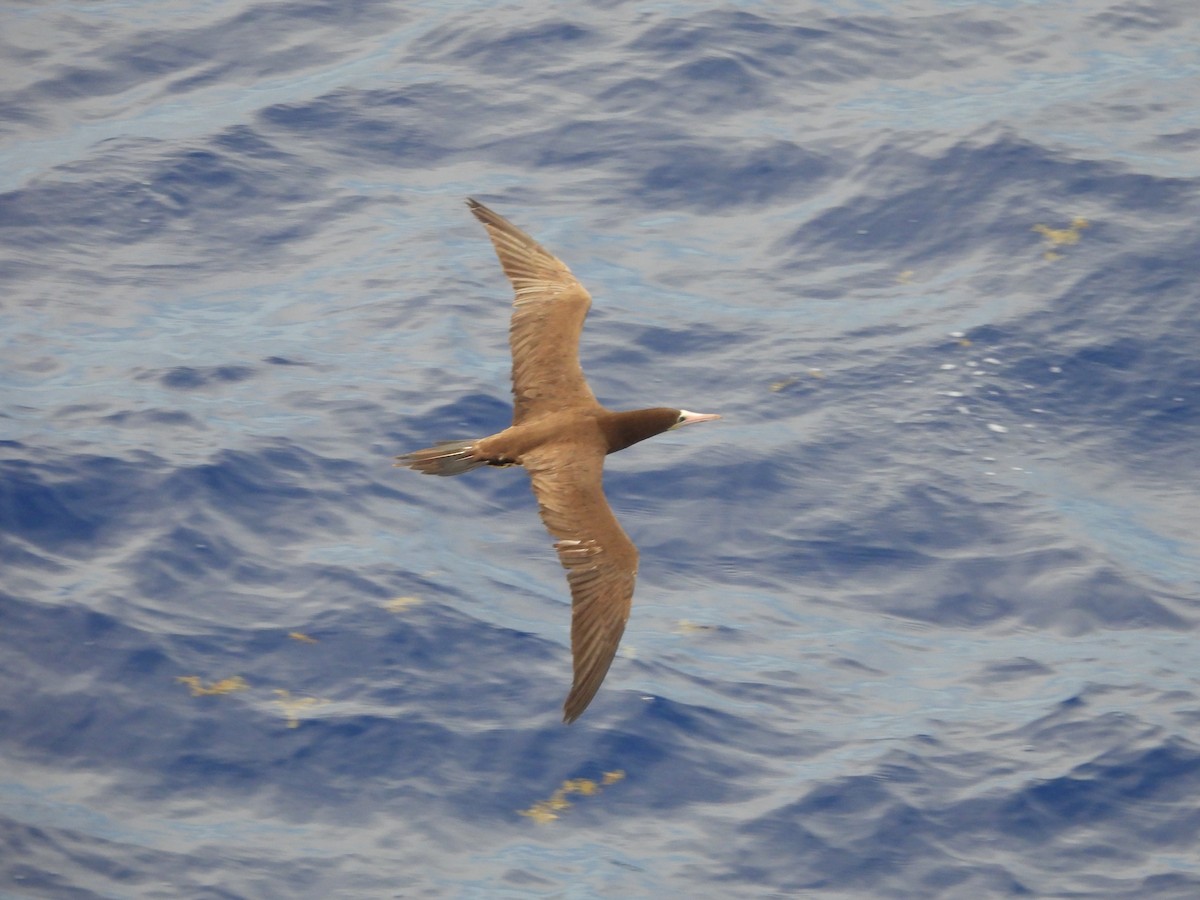 Brown Booby - ML620766564