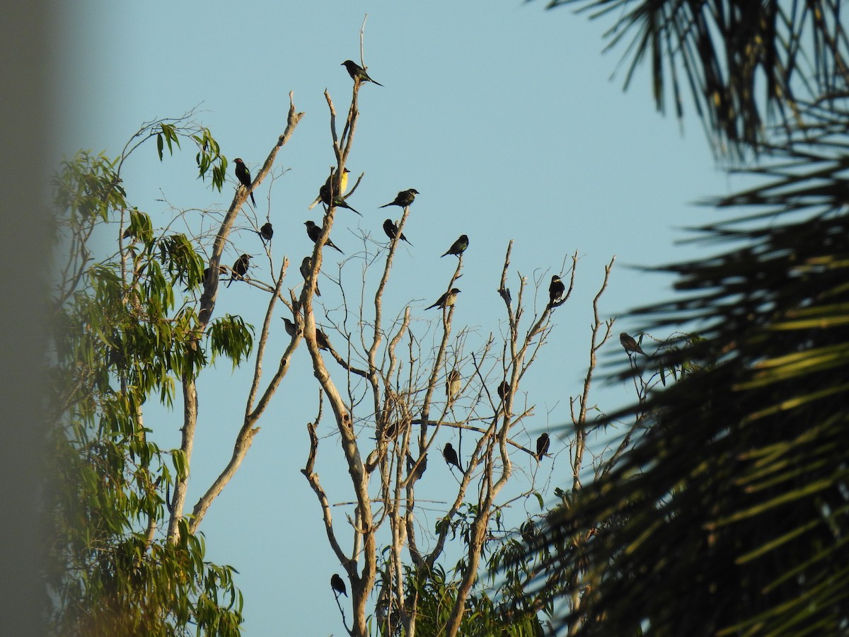 Metallic Starling - Monica Mesch