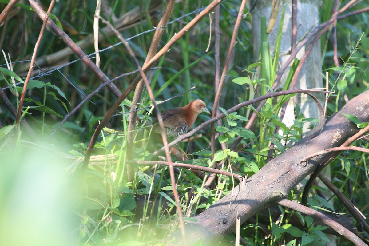 White-throated Crake - ML620766567