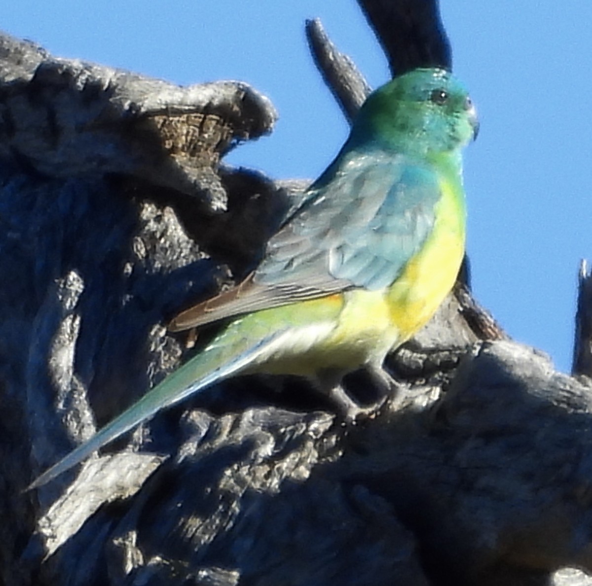 Red-rumped Parrot - ML620766568